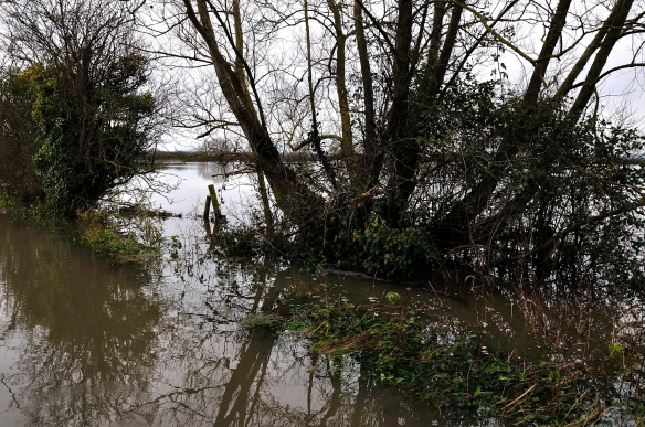 Flooded fields - Muchelney