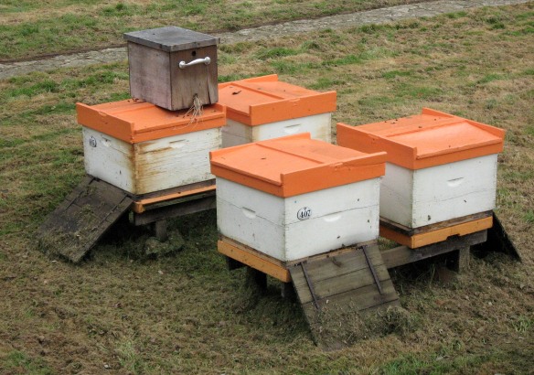 Buckfast Abbey apiary